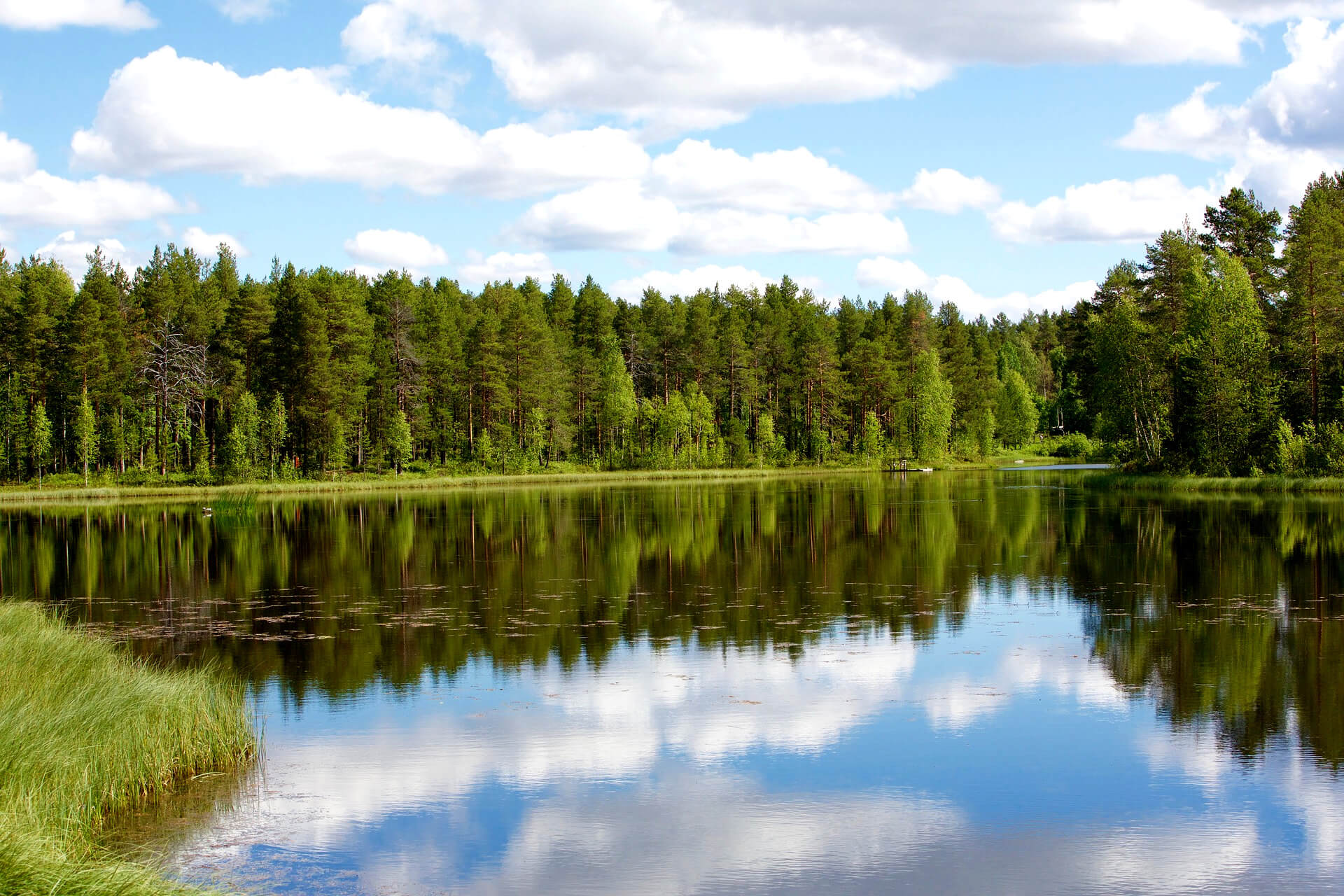 Schwedische Natur mit Wald und See