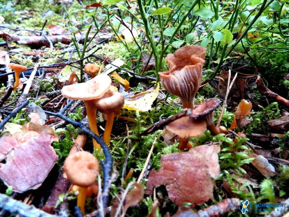 Pfifferlingspfanne mit Bratkartoffeln - Schweden-Kompass.de