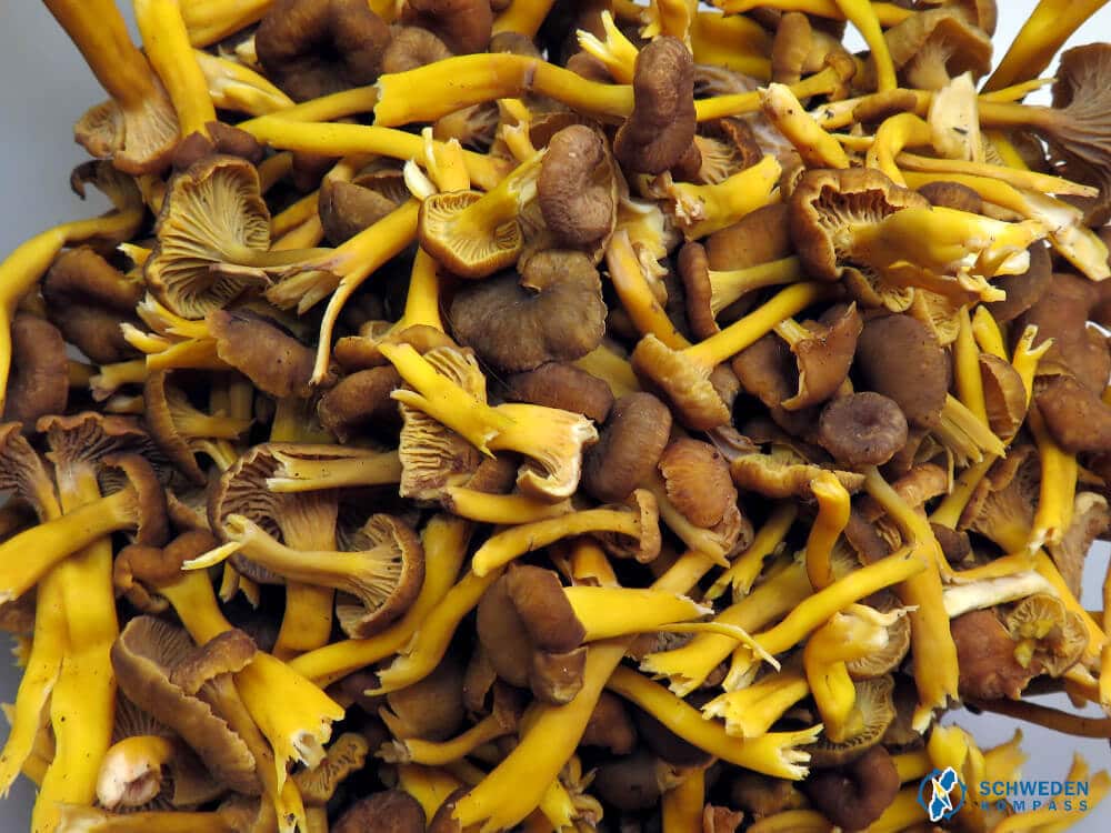 Pfifferlingspfanne mit Bratkartoffeln - Schweden-Kompass.de